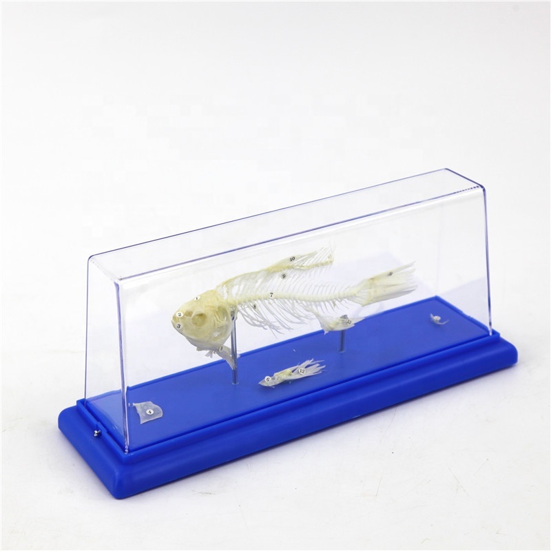 Fish Skeleton Embedded Specimen Model Biological