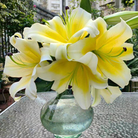 Lys Mu Men de qualité supérieure - Jaune citron pour bouquets, événements de remise de diplômes, chaîne du froid, directement du producteur pour la décoration de mariages