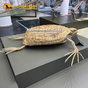 Mijn Dino Gefossiliseerde Zeedieren Levensgrote Zeeschildpad Skelet - Product Image 2