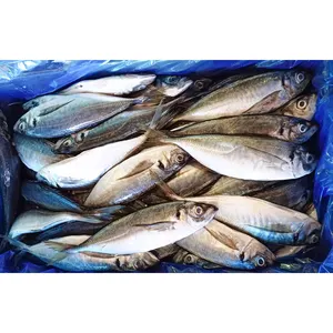 Harga ikan makarel frozen ekspor Tiongkok ikan makarel kuda 16 ikan makarel