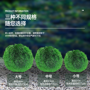 <span class=keywords><strong>Bolas</strong></span> de Musgo <span class=keywords><strong>Marimo</strong></span> Vivas de 2 o 7 cm, Algas Verdes Naturales para Decoración de Acuarios Ecológicos, Venta al por Mayor Disponible - Product Image 4