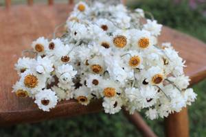 Bouquet séché d'ammonium blanc crémeux fleur de chrysanthème bouquet blanc <span class=keywords><strong>immortelle</strong></span> décoration rustique - Product Image 6