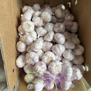 <span class=keywords><strong>Ail</strong></span> frais, <span class=keywords><strong>ail</strong></span> <span class=keywords><strong>blanc</strong></span> normal 5,0 cm, emballé en carton de 10 kg, expédié au Burkina Faso <span class=keywords><strong>ou</strong></span> au Maroc - Product Image 6
