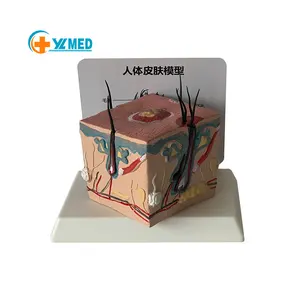 Anatomical Teaching Tools Square Skin Structure During Human Hair Growth Process Model Human Skin Model