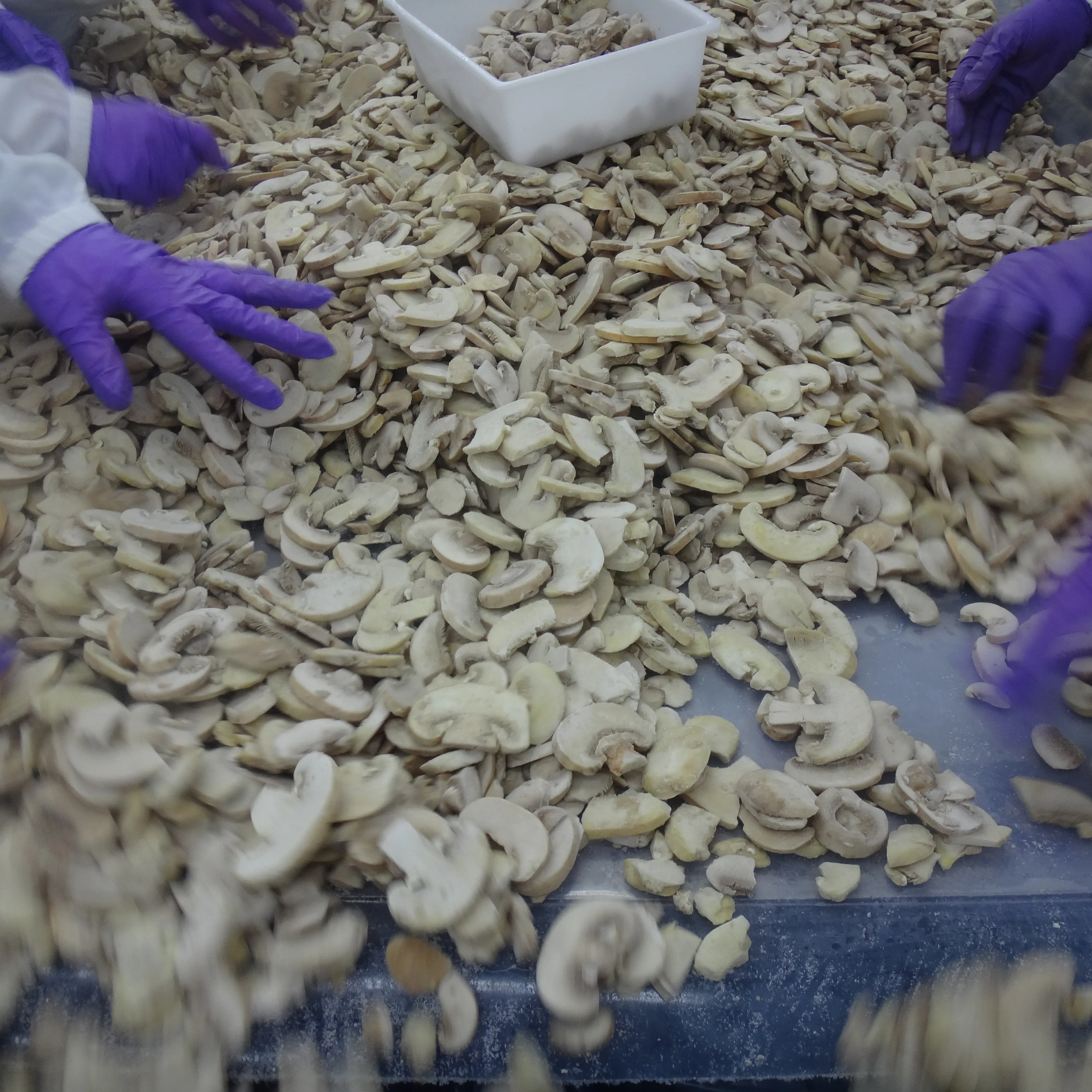 Botão Branco Congelado/Inferior Champignon Cogumelo