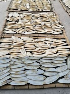 Os de seiche séchés en gros, poudre concassée, calcium naturel pour suppléments pour animaux de compagnie, prix bas, os de seiche de petite taille - Product Image 4