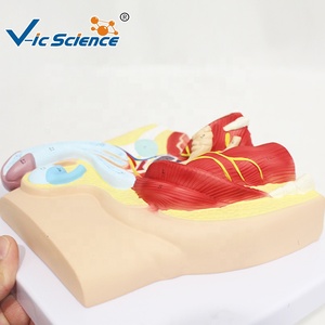 Modelo Anatómico de Pelvis Masculina en Sección Sagital de 1 Parte para la Enseñanza de <span class=keywords><strong>Urología</strong></span> y del Sistema Reproductor Masculino, con Certificaciones CE/ISO/ROHS/CNAS - Product Image 4