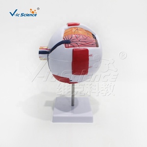 Modelo de anatomía <span class=keywords><strong>del</strong></span> <span class=keywords><strong>ojo</strong></span> humano ampliado 6 veces con partes extraíbles para la educación médica - Product Image 4