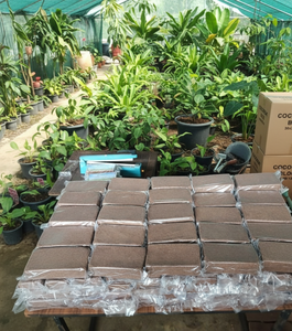 Bloc de cocopeat 5kg 30 cm x 30 cm x 12 - 15 cm, substrat de coco fiable à faible teneur en EC, idéal pour les légumes, fruits et fleurs hydroponiques - Product Image 5