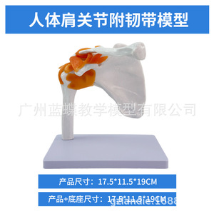 Modelo funcional de articulación del hombro, modelo de esqueleto humano, modelo de ligamentos de la articulación del hombro, modelo esquelético - Product Image 5