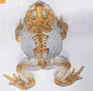 Estatua Artística de Resina Transparente HD de <span class=keywords><strong>Esqueleto</strong></span> de <span class=keywords><strong>Sapo</strong></span>, para Decoración Moderna del Hogar y Coleccionismo de Alta Calidad - Product Image 6