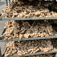 Gingembre Kakuro en vrac, gingembre frais séché, racine de gingembre, exportation en gros, prix compétitif, directement du fournisseur chinois, Gingembre