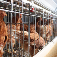 Cages en acier à immersion à chaud argentées pour volaille, pondeuse automatique professionnelle, prix réduit de 20 ans de durée de vie pour l'Afrique