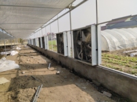 Serre multi-travées en film plastique avec toiture à cannelures, structure en acier galvanisé à chaud, pour l'agriculture commerciale de tomates et de fraises