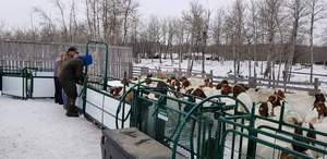 Nouvelle Caisse de Manipulation et de Transfert Professionnelle pour Moutons et Chèvres, Robuste, Galvanisée à Chaud, Blanche, pour l'Élevage - Product Image 2