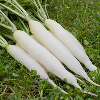 Cultivo de rábano híbrido de alto rendimiento con fuerte tolerancia a enfermedades, 99.9% de pureza, 85% de germinación, fruto blanco, excelente, de Pakistán