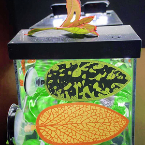 YINUO Alta Qualidade Proteção Ambiental <span class=keywords><strong>Betta</strong></span> Descansando Folha Otário PVC Artificial Aquatic Plant <span class=keywords><strong>Aquarium</strong></span> Decor para <span class=keywords><strong>Fish</strong></span> Tank - Product Image 5