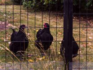 <span class=keywords><strong>Alquiler</strong></span> de valla temporal de alta calidad para seguridad de edificios - Product Image 5