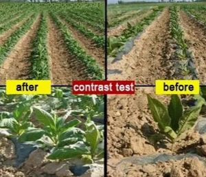 Siêu thấm nước Polymer gel sap với khả năng hấp thụ nước tốt cho đất nông nghiệp hạn hán trồng cây - Product Image 4