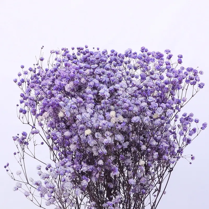 M3-120g nhà máy bán buôn hoa khô bảo quản tự nhiên Gypsophila Babys hơi thở bó hoa cho đám cưới Hoa sắp xếp hoa