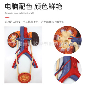 Modèle du système urinaire humain, modèle de l'urétére, de la vessie et de l'urètre, modèle d'anatomie rénale, modèle médical, type à suspendre. - Product Image 1