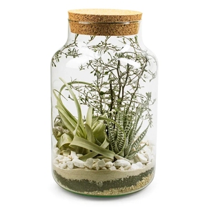 Maß gefertigte mund geblasene DIY-<span class=keywords><strong>Terrarium</strong></span> flasche aus klarem Glas für die Gartenarbeit im Innenbereich mit Kork deckel - Product Image 4