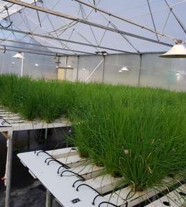 NFT kanal sistemi ticari topraksız sistem büyüyen marul - Product Image 2