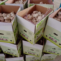 Optimale Verse Knoflook Ajo Chinese Knoflook Export Knoflook Marktprijs 10Kg/Carton