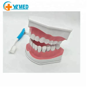 Modèle d'enseignement dentaire détachable en PVC de grande taille pour enfants, pour <span class=keywords><strong>la</strong></span> science médicale - Product Image 2