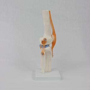 Modelo funcional de articulación de rodilla con ligamento <span class=keywords><strong>cruzado</strong></span> flexible <span class=keywords><strong>Menisco</strong></span> Modelo de anatomía humana Modelo esquelético de articulación de rodilla flexible - Product Image 3