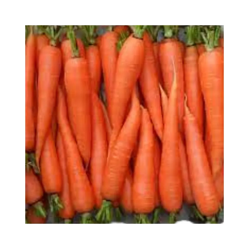 Treding hot products carrot fresh vegetables seasonal high quality carrots Wholesale Box Style Storage Packaging