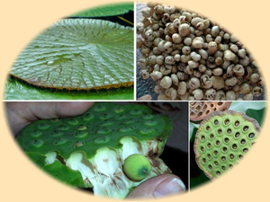 Snacks Premium Naturels de Makhana (Noix de Renard) Non Aromatisés, Grains de Lotus Éclatés de Grande Taille, Sains et Sans Gluten, Idéaux pour l'Exportation - Product Image 6