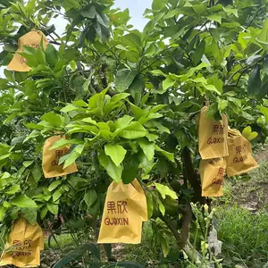 优质价格苗圃防虫鸟芒果果壳番石榴苹果生长保护纸袋