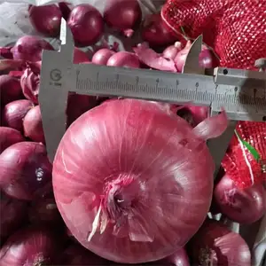 Fresh Red Onions China Origin Chinese Peeled Purple Onion Export