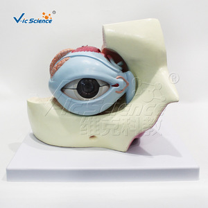 VIC01057 Modèle agrandi de l'œil et des vaisseaux et des nerfs orbitaux, Modèle d'organe structurel humain - Product Image 1