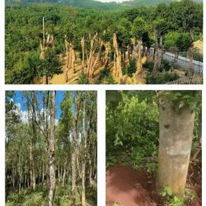 Pulseira de Contas de Oração Budista Vintage Malinau de Agarwood Selvagem 108 Contas Presente - Product Image 5