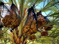 Penjualan laris tas jala hijau muda pohon palem tanggal kuat untuk menyimpan kacang dan sayuran di pertanian