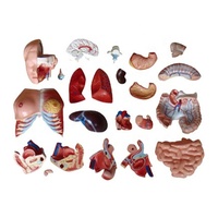 Modèle d'anatomie du torse humain avec structure interne claire des nerfs et des vaisseaux sanguins, idéal pour l'enseignement, la recherche et la démonstration