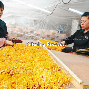 <span class=keywords><strong>Hongos</strong></span> herbales micológicos 3A al por mayor, Cordyceps Militaris amarillo Natural, flor pura <span class=keywords><strong>de</strong></span> hongo, materia prima <span class=keywords><strong>de</strong></span> grado alimenticio - Product Image 6