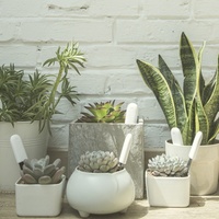 Détecteur de culture de plantes Mijia, moniteur de sol, température, humidité, lumière, nutriments pour la connexion à l'application mobile