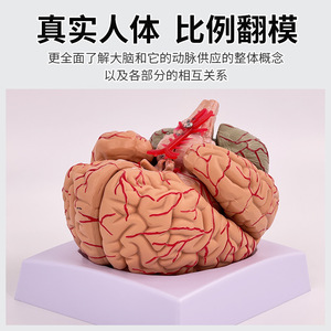 Modèle authentique d'anatomie du cerveau humain avec 9 parties détachables, y compris les ventouses et la neurologie. - Product Image 3