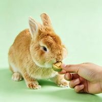 Biscuits au foin de timothée, aliments complémentaires et friandises à mâcher pour hamsters, hamsters syriens, rats, lapins et chinchillas OEM