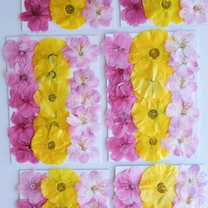 Flor prensada surtida Sakura/Persian Buttercup/Begonia - Product Image 2