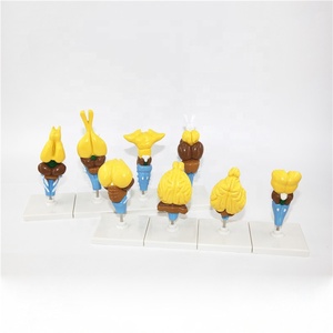 Sinh học giảng dạy giải phẫu nhựa mô hình não của động vật có xương sống 8 cái khác nhau mô hình não động vật mô hình y tế - Product Image 6