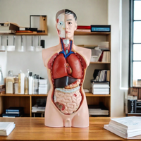 DARHMMY 85CM Torso masculino Simulador de anatomía humana con 19 piezas Producto de entrenamiento de ciencia médica