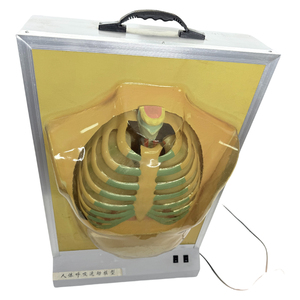 Mô hình hệ thống hô hấp điện của con người/Mô hình giải phẫu sinh học - Product Image 3