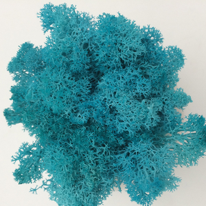 HOTsale 100g fleurs et plantes préservées art mural en mousse véritable naturelle renne <span class=keywords><strong>stabilisé</strong></span> vert <span class=keywords><strong>mur</strong></span> de mousse préservé pour la décoration - Product Image 4