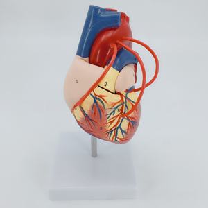 Modèle d'anatomie du cœur humain 1:1 grandeur nature Matériau en PVC pour l'enseignement et la formation en chirurgie de pontage coronarien en sciences médicales - Product Image 3