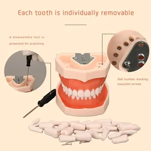 Modelo de Demostración Dental Desmontable de 28 Dientes de PVC Ecológico, Multiusos, Articulado, para Anatomía y Blanqueamiento - Product Image 4