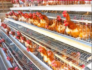 120 tavuk yetiştiriciliği tavuk tabakası kafes galvanizli pil döşeme tavuk tabakası yumurta tavuk kafesi - Product Image 4